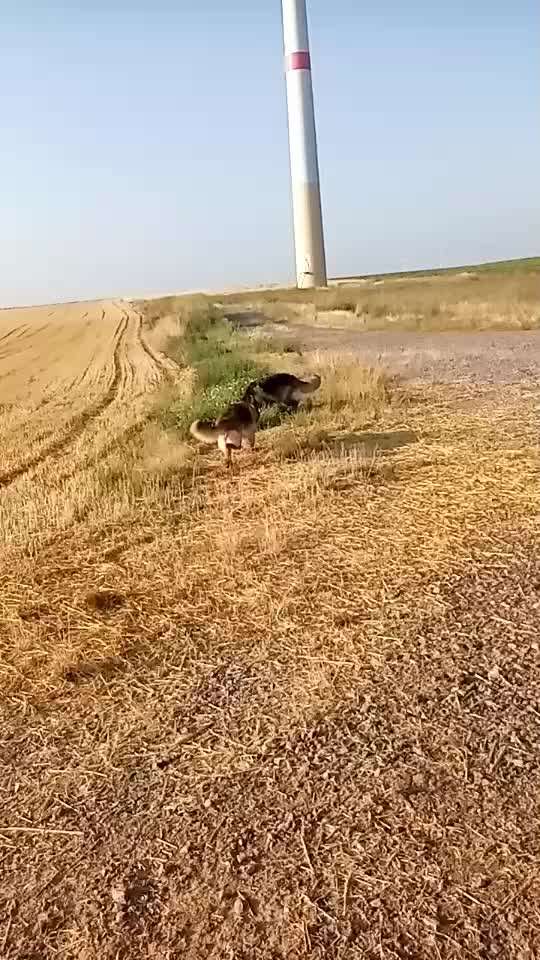 Alles rund um den Schäferhund, diskutieren erwünscht.-Beitrag-Bild