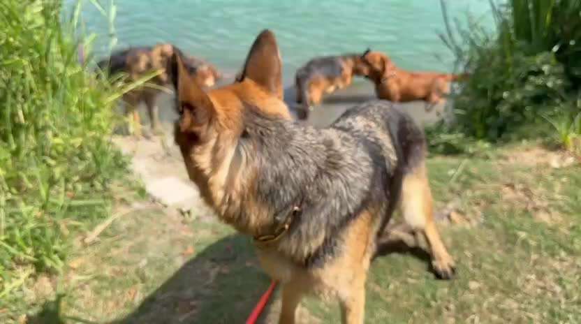 Zweiter Hund JA/Nein-Beitrag-Bild