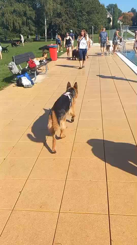 Universal Allzweck Sündenbock Schäferhund-Beitrag-Bild