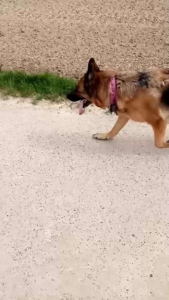 Alles rund um den Schäferhund, diskutieren erwünscht.-Beitrag-Bild
