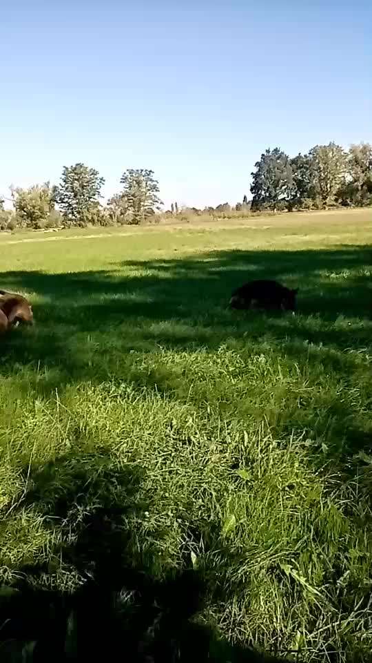 Alles rund um den Schäferhund, diskutieren erwünscht.-Beitrag-Bild