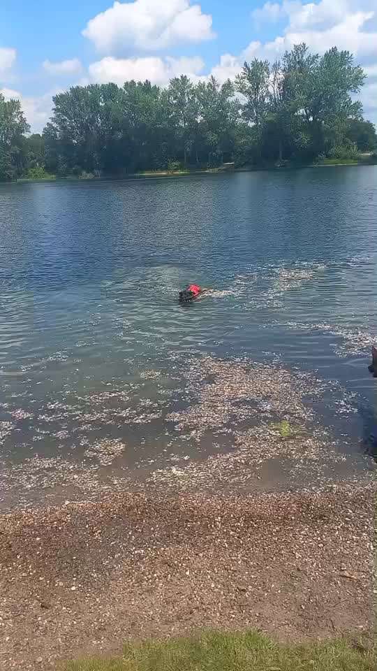 Alles rund um den Schäferhund, diskutieren erwünscht.-Beitrag-Bild