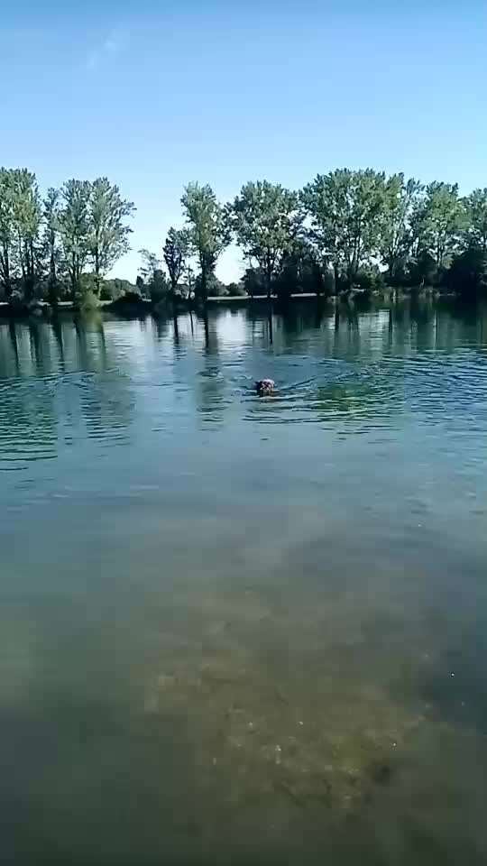 Alles rund um den Schäferhund, diskutieren erwünscht.-Beitrag-Bild