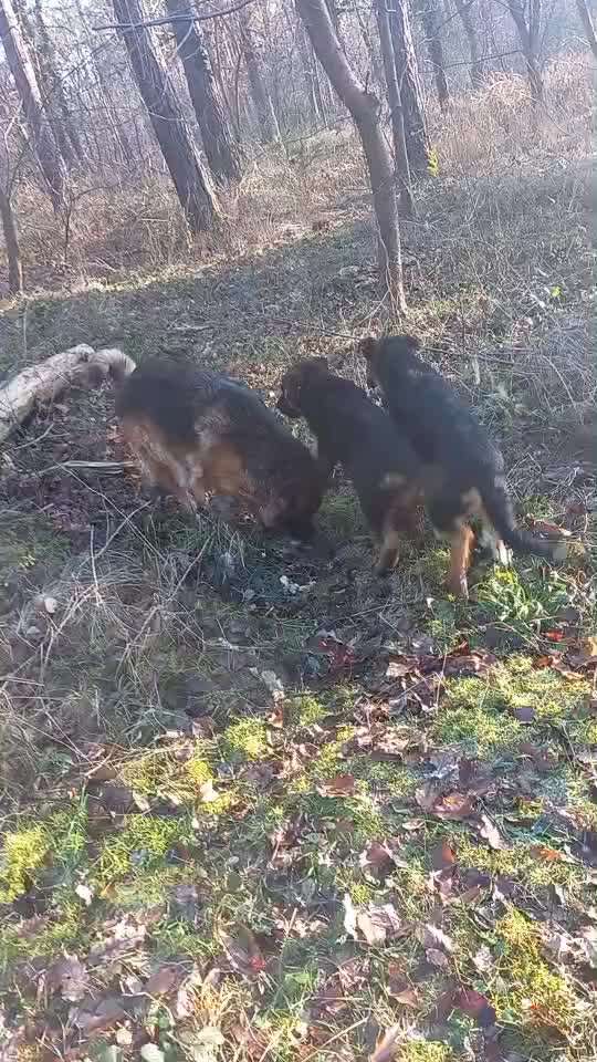 Würdet ihr euch nochmal einen Welpen holen?-Beitrag-Bild