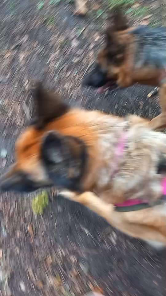 Universal Allzweck Sündenbock Schäferhund-Beitrag-Bild