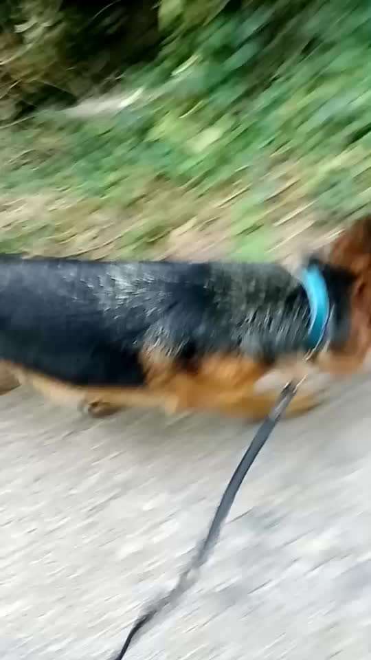 Alles rund um den Schäferhund, diskutieren erwünscht.-Beitrag-Bild