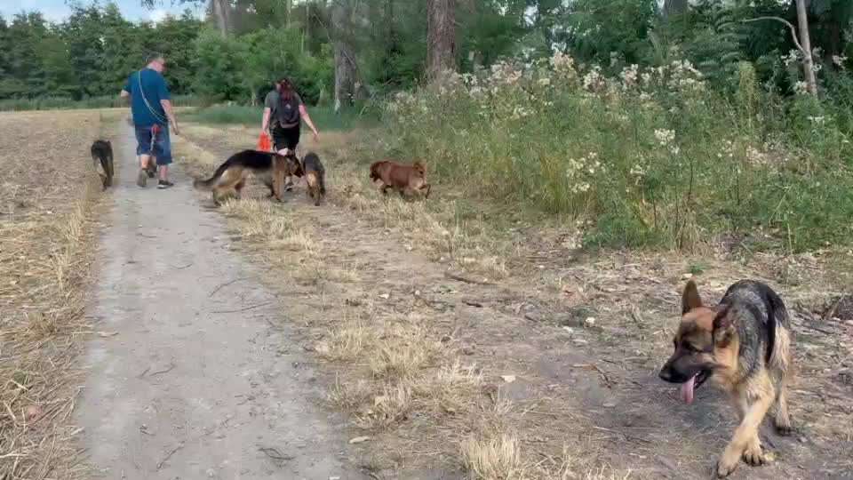 Zweiter Hund JA/Nein-Beitrag-Bild