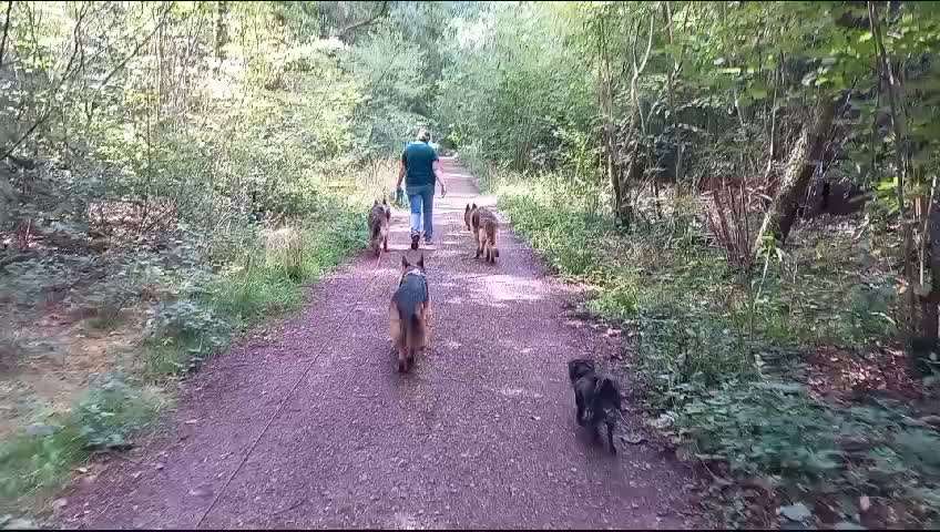 Universal Allzweck Sündenbock Schäferhund-Beitrag-Bild