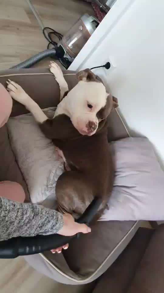 Video-Challenge Nr. 10
Der umsorgte Hund-Beitrag-Bild