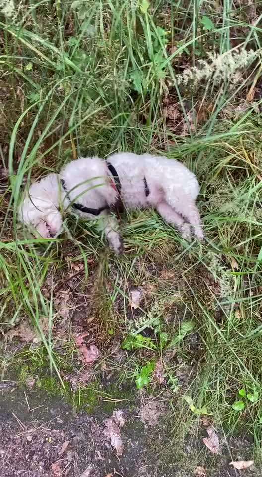 TierschutzhundeStammtisch🐕-Beitrag-Bild