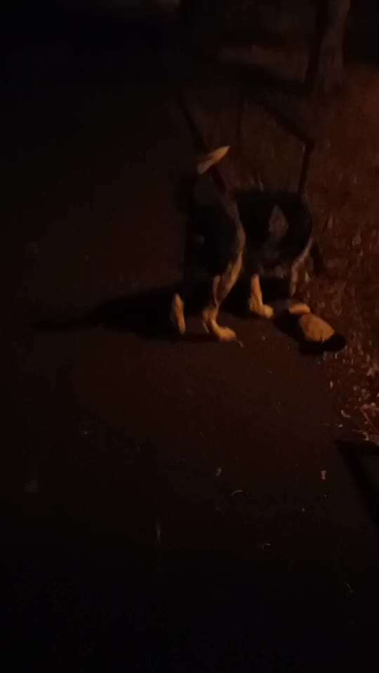 Handy Video Challenge Nr. 39- Bellen u.s.w.-Beitrag-Bild