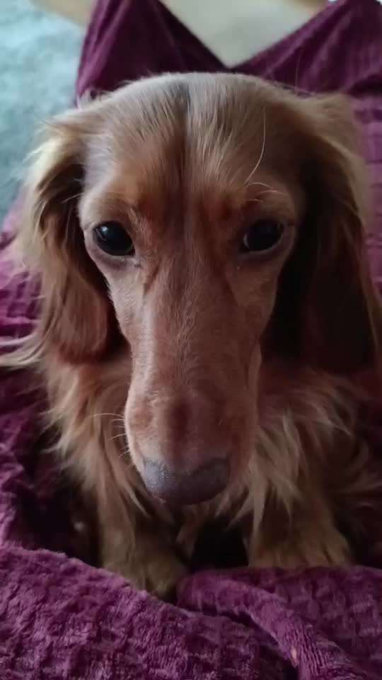 aktuelles Foto Gruppe Dackel