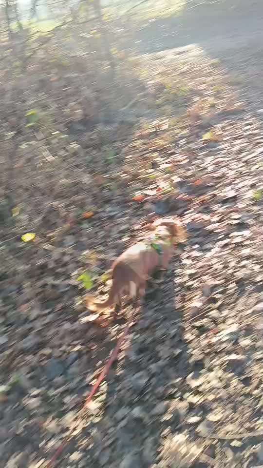 aktuelles Foto Gruppe Dackel