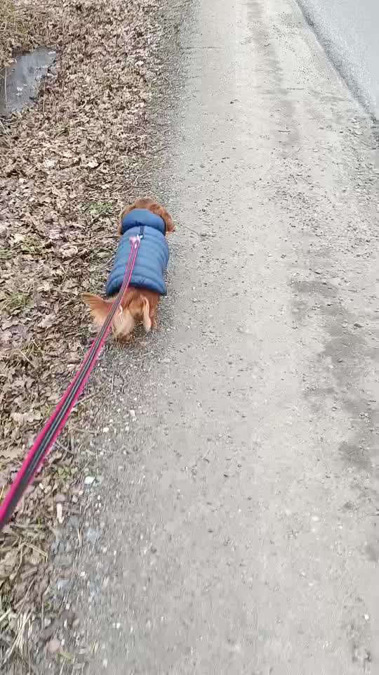 aktuelles Foto Gruppe Dackel