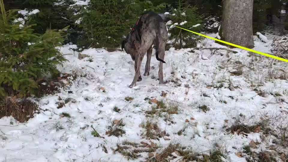 Häufchen verstecken-Beitrag-Bild