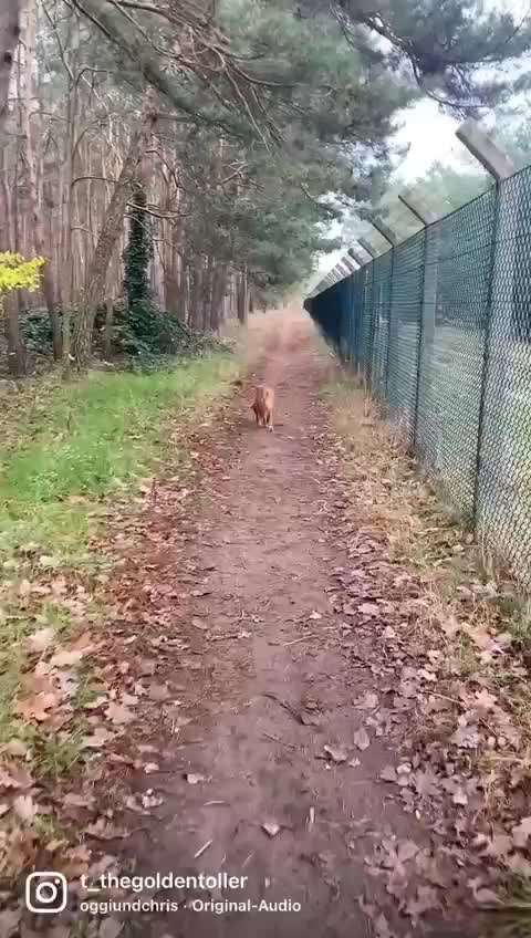 schäferhund sturheit.-Beitrag-Bild