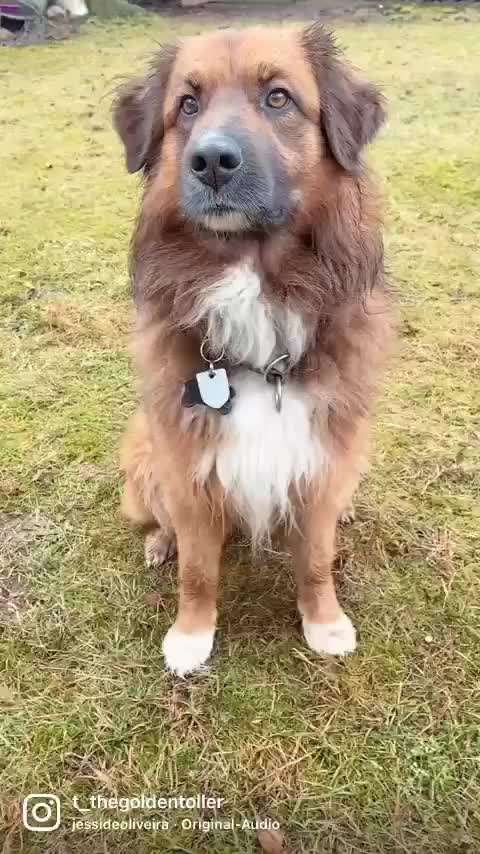 Dogorama Photo Challenge - Die besten Hundebuddys-Beitrag-Bild