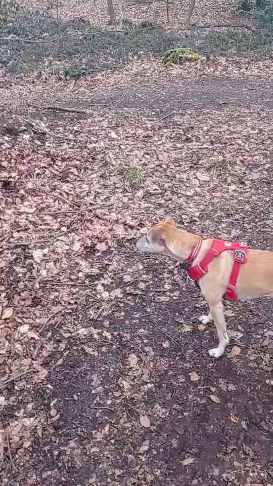 Windhunde - Treffen der besonderen Schönheiten
HERZLICH WILLKOMMEN-Beitrag-Bild