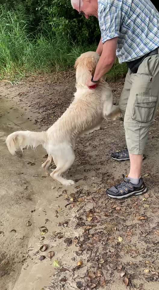 Wo sind die Golden Retriever Liebhaber?-Beitrag-Bild