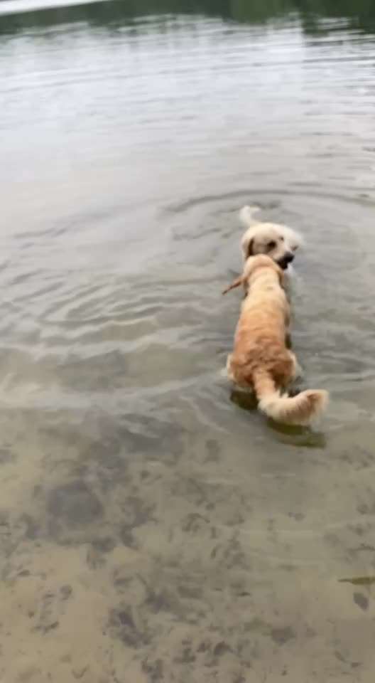 Wo sind die Golden Retriever Liebhaber?-Beitrag-Bild