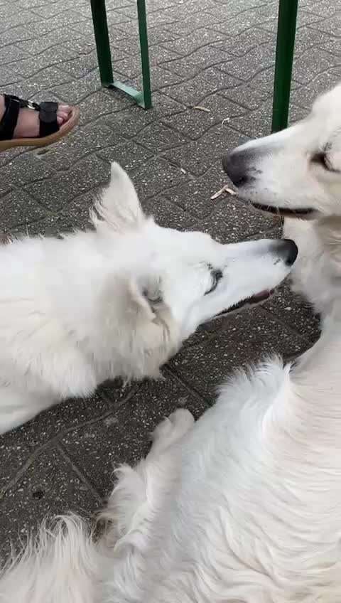 Wo sind die Golden Retriever Liebhaber?-Beitrag-Bild