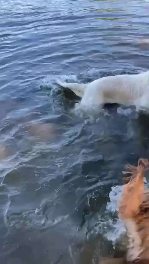 Wo sind die Golden Retriever Liebhaber?-Beitrag-Bild