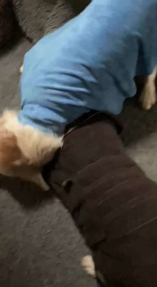 Wo sind die Golden Retriever Liebhaber?-Beitrag-Bild