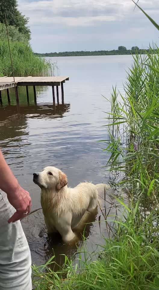 Wo sind die Golden Retriever Liebhaber?-Beitrag-Bild