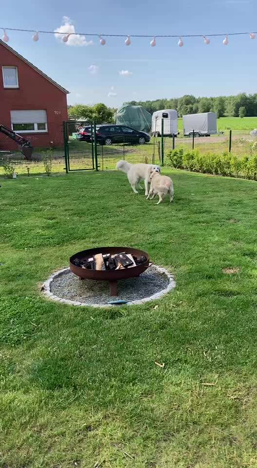 Wo sind die Golden Retriever Liebhaber?-Beitrag-Bild