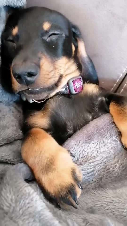 Welpen Bilder !-Beitrag-Bild