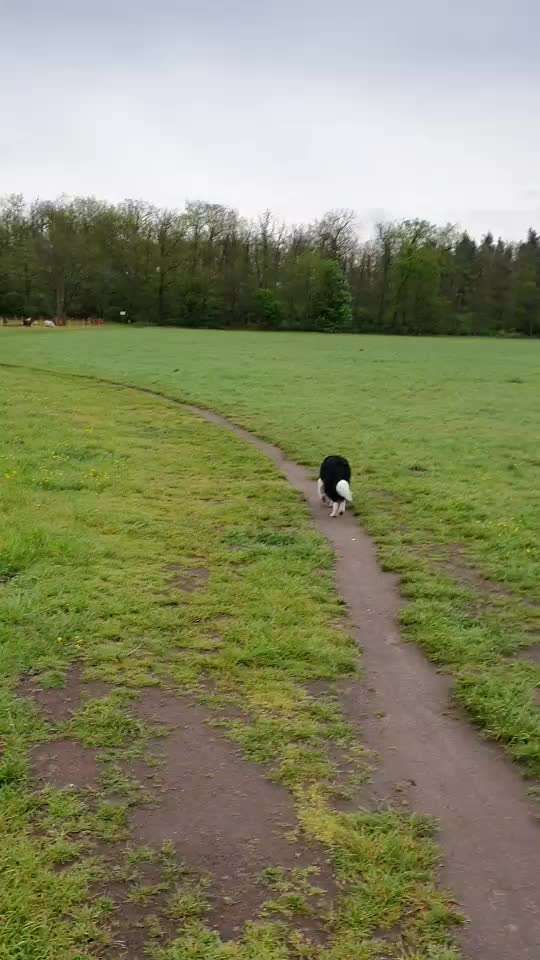 Zeigt mal eure border Collies :)-Beitrag-Bild