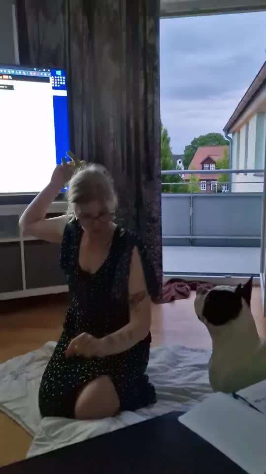 Französische Bulldoggen-Beitrag-Bild