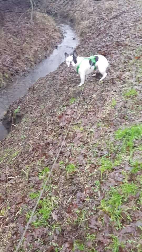 Französische Bulldoggen-Beitrag-Bild