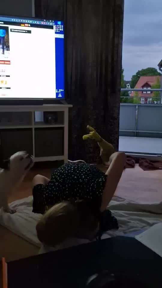 Französische Bulldoggen-Beitrag-Bild