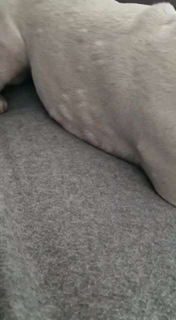 Französische Bulldoggen-Beitrag-Bild