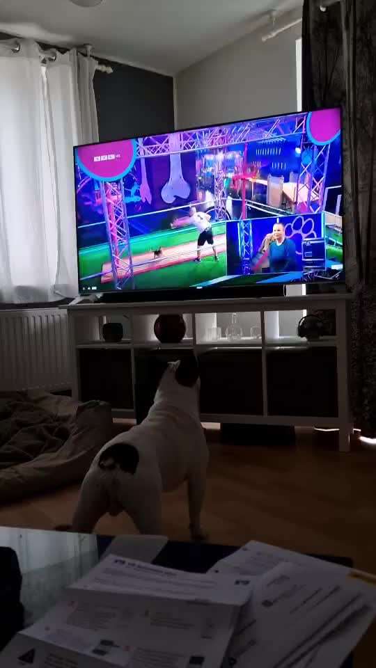 Französische Bulldoggen-Beitrag-Bild