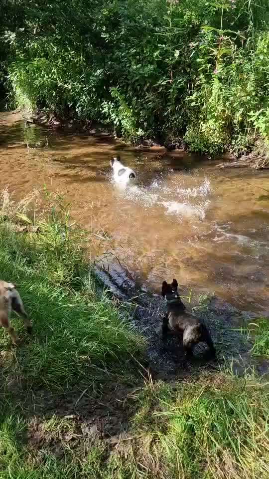 Französische Bulldoggen-Beitrag-Bild