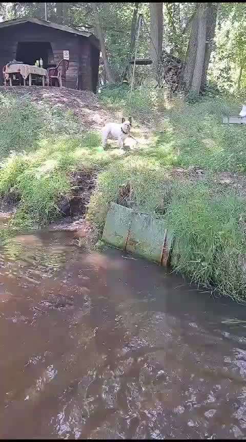 Französische Bulldoggen-Beitrag-Bild