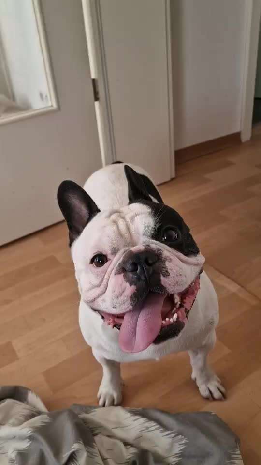 Französische Bulldoggen-Beitrag-Bild