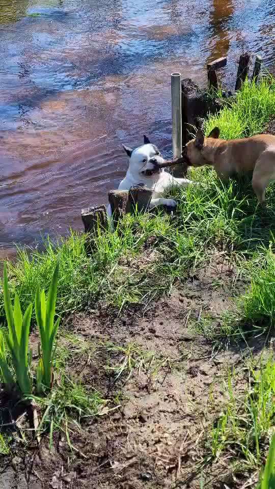 Französische Bulldoggen-Beitrag-Bild