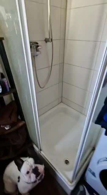 Französische Bulldoggen-Beitrag-Bild