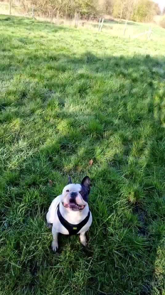 Französische Bulldoggen-Beitrag-Bild