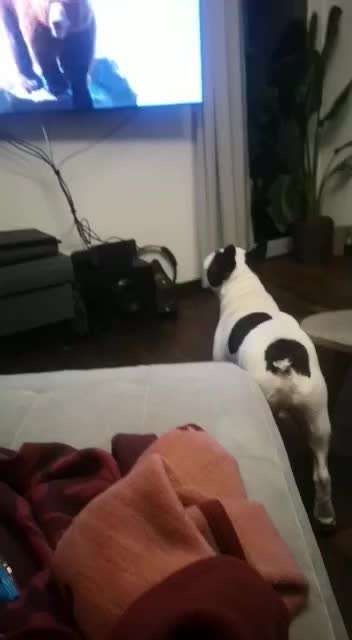 Französische Bulldoggen-Beitrag-Bild