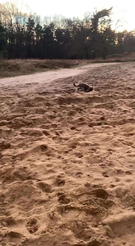 Video Challenge Nr. 12
Ein glücklicher Hund-Beitrag-Bild