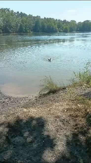 TierschutzhundeStammtisch🐕-Beitrag-Bild