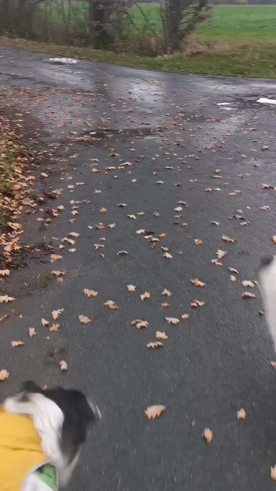 TierschutzhundeStammtisch🐕-Beitrag-Bild