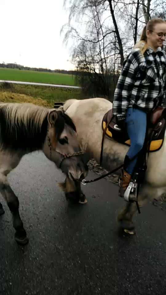TierschutzhundeStammtisch🐕-Beitrag-Bild