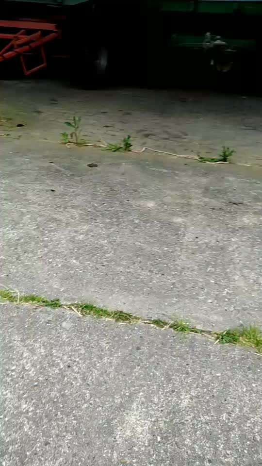 TierschutzhundeStammtisch🐕-Beitrag-Bild