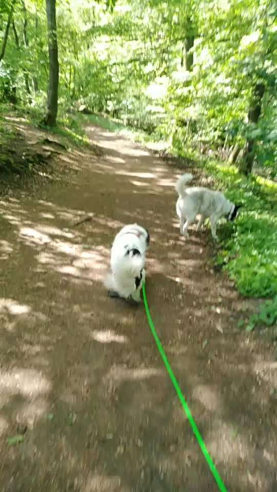TierschutzhundeStammtisch🐕-Beitrag-Bild