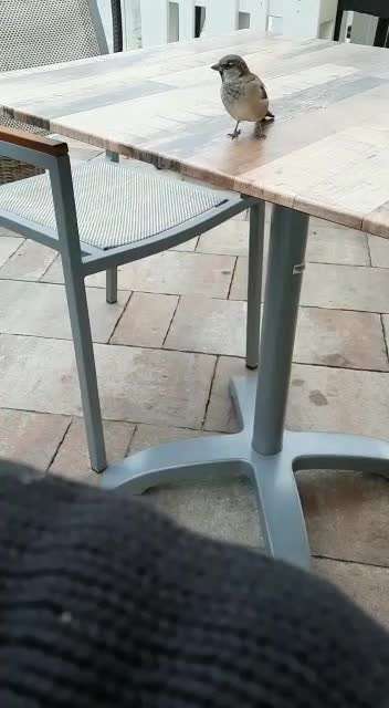 TierschutzhundeStammtisch🐕-Beitrag-Bild